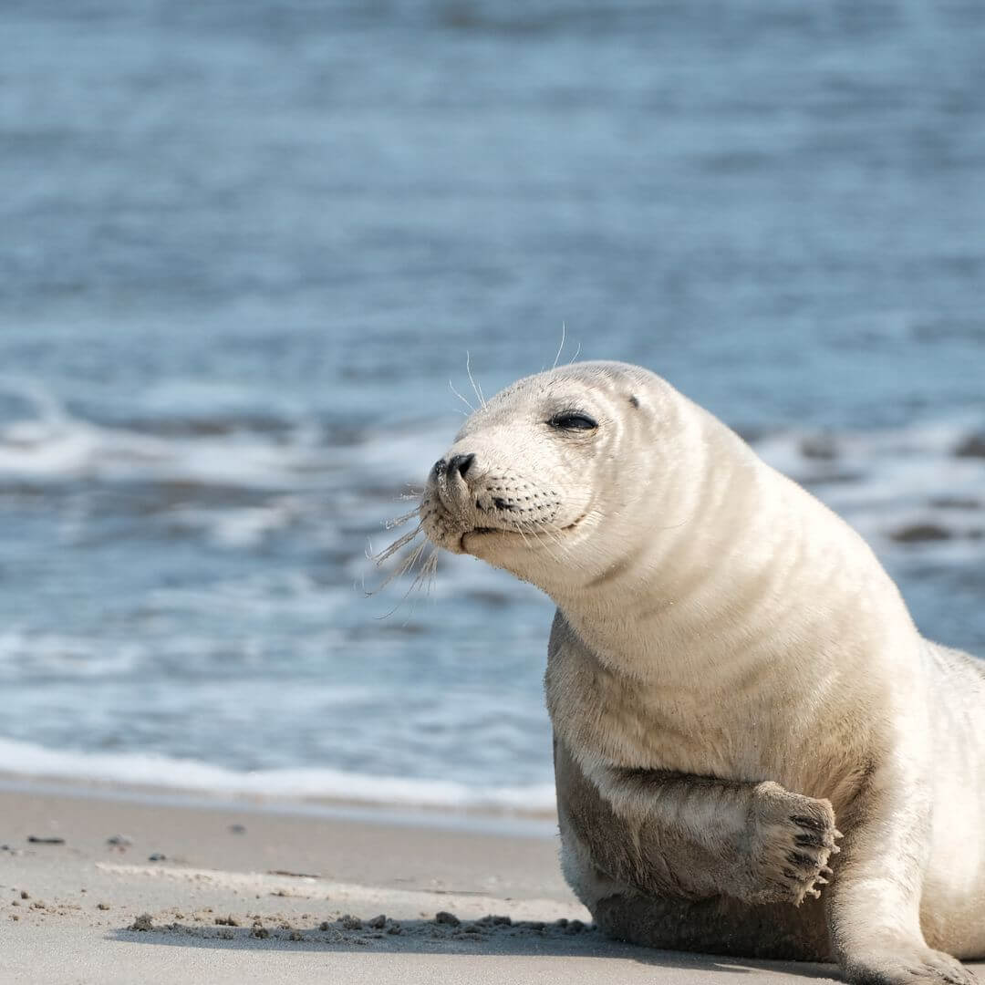 Freundliche Robbe entspannt an der Nordseeküste – eine idyllische Begegnung mit der heimischen Tierwelt